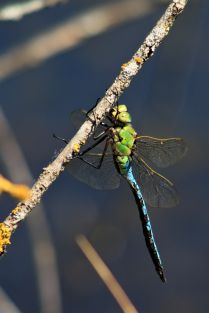 Blue and green dragonfly macro photo